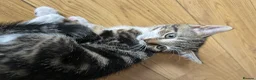 Domestic Shorthair cats for sale: Adorable tabby kittens for sale  in Birmingham - Advert 4