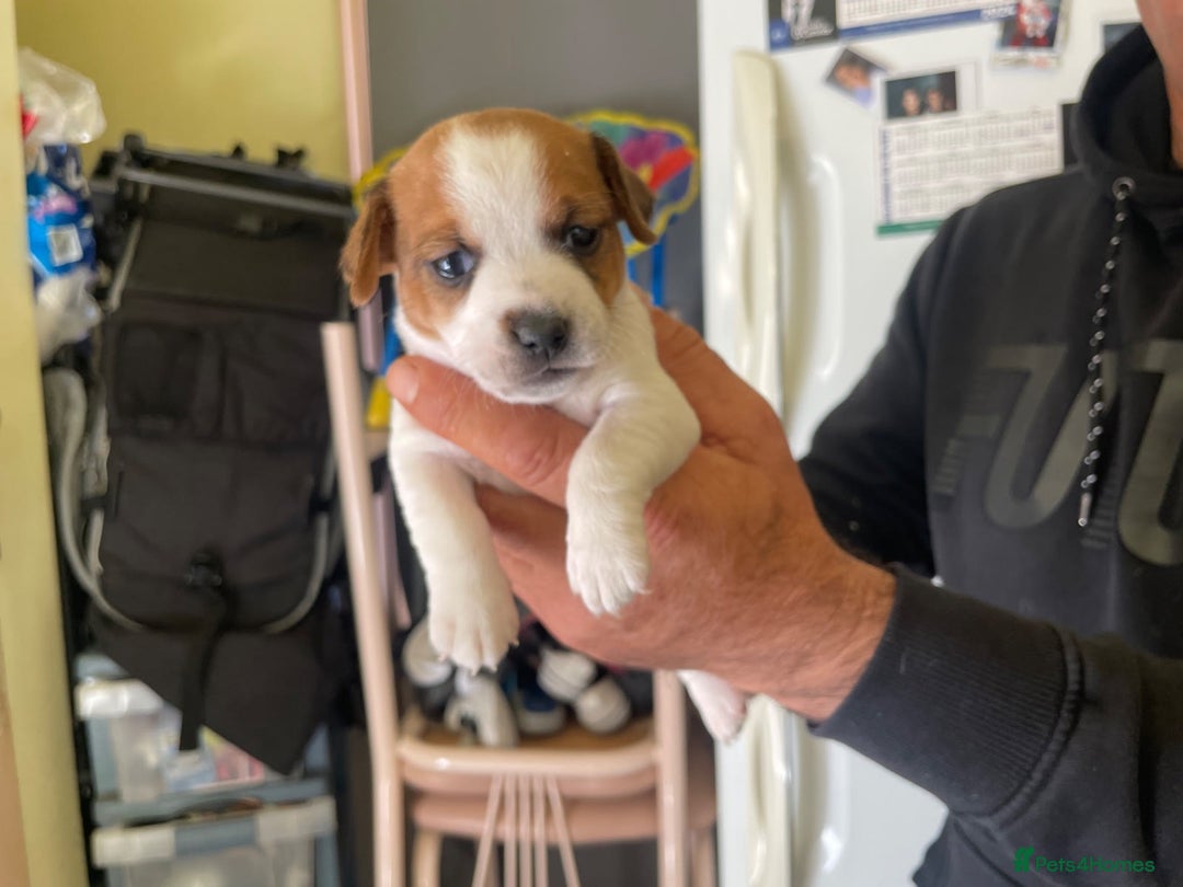 Jack Russell dogs for sale: Socialization jack russell terriers - Image 2