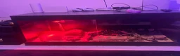 Python Snake reptiles for sale: Banana ball python - Advert 3