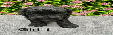 Cockapoo 5