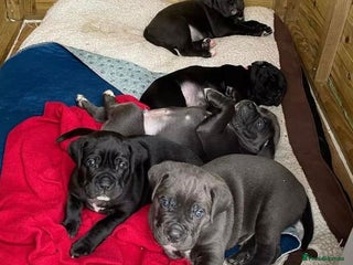 Cane Corso dogs Amazing Cane Corso puppies - Advert 1