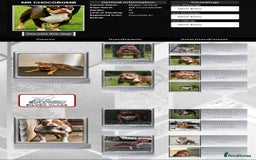 American Bully dogs for stud: Pocket bully stud  - Image 3