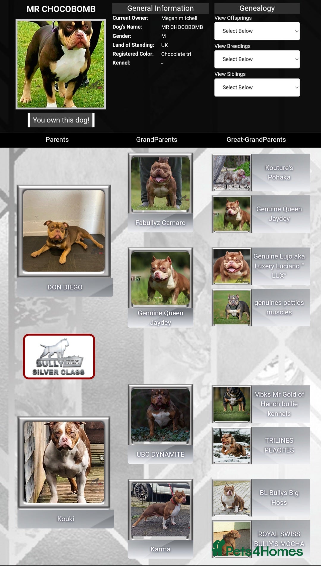 American Bully dogs for stud: Pocket bully stud  - Image 3