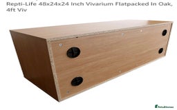 Corn Snake reptiles for sale: Cornsnake - Image 5