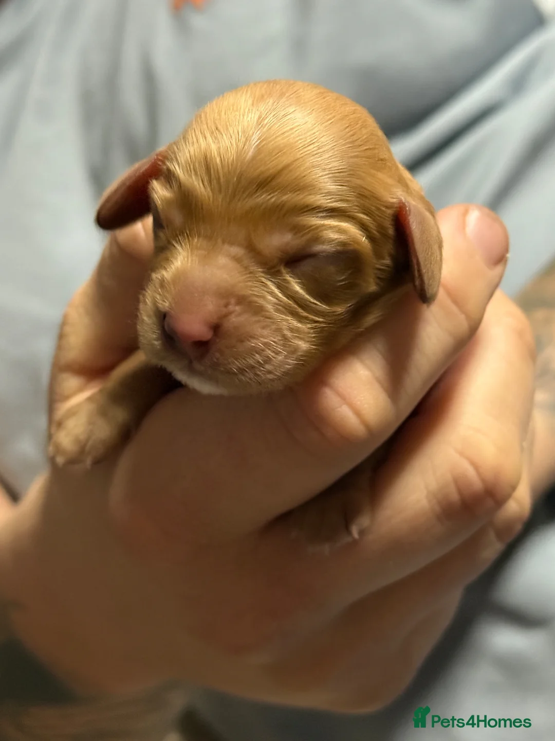 Cocker Spaniel dogs for sale: 🐶🦴Adorable new born puppies for sale🐾❤️ - Advert 2