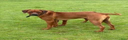 Rhodesian Ridgeback dogs for sale: Stunning KC Registered Rhodesian Ridgeback Puppies in Bristol - Advert 3