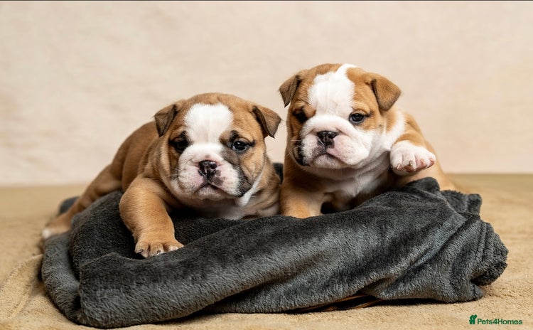 English Bulldog dogs - Advert 1