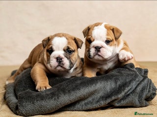 English Bulldog dogs - Advert 2