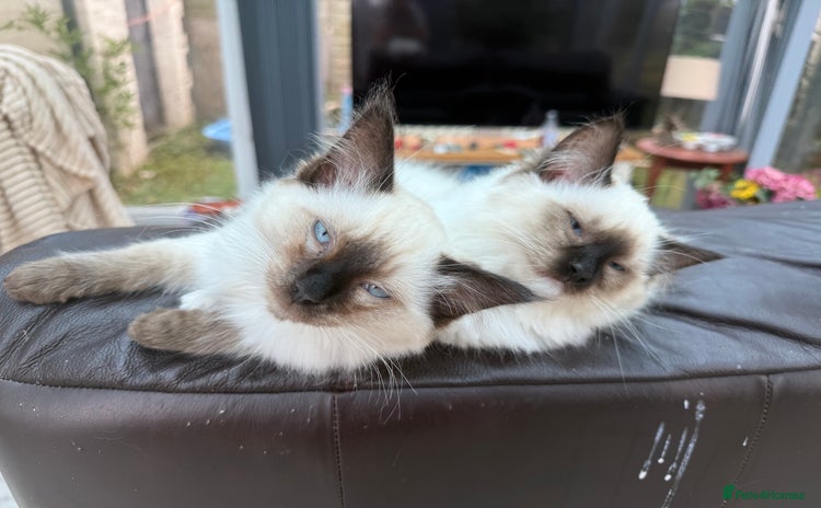Ragdoll cats - Advert 6