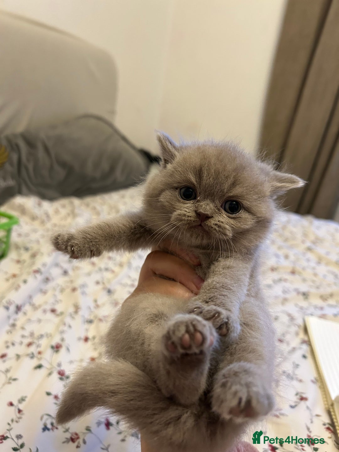 British Shorthair cats for sale: Beautiful British shorthair kittens - Advert 12