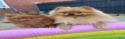 Pomeranian dogs for sale: Miniature Pomeranian Puppys in Redditch - Advert 19