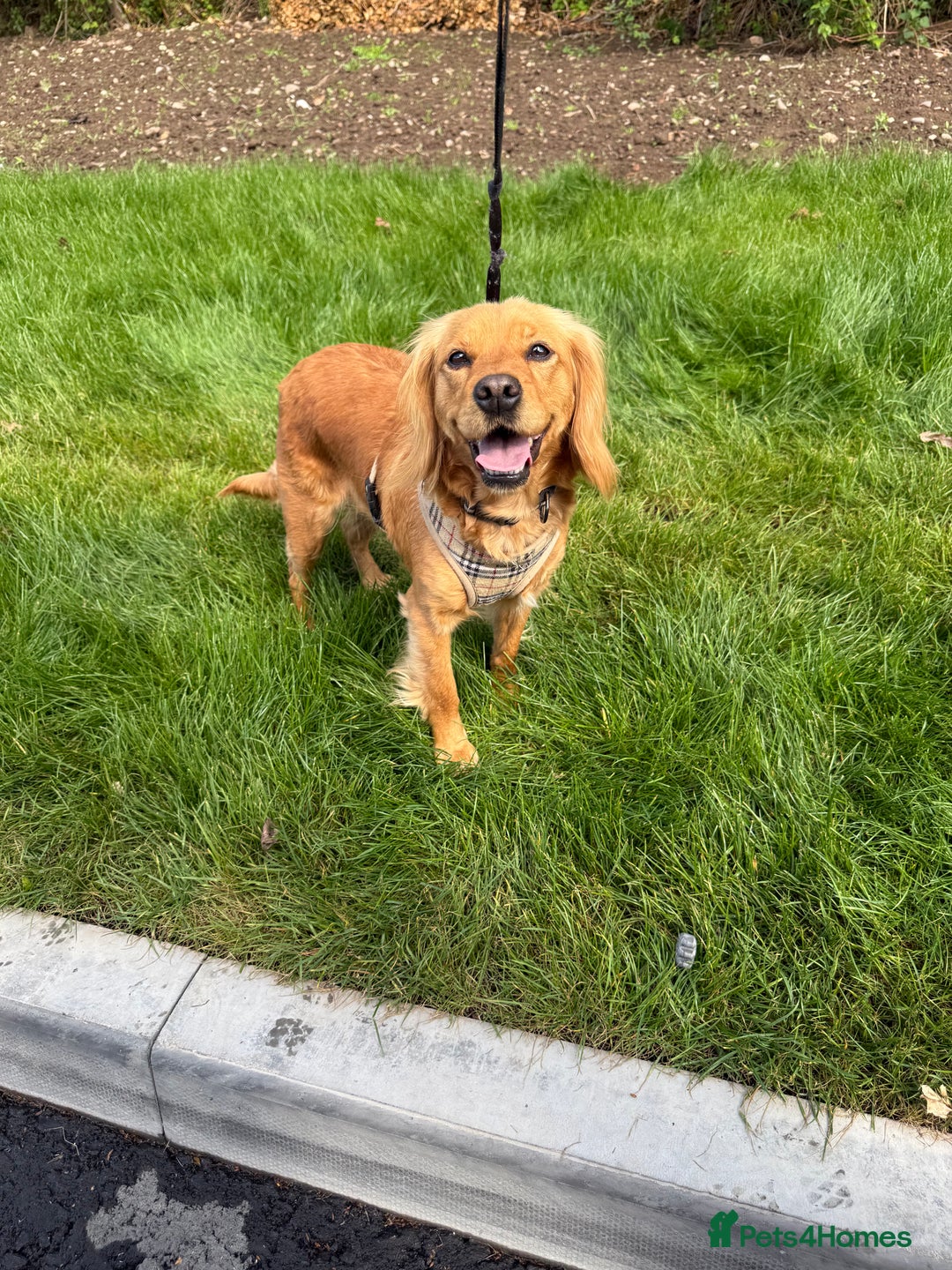 Cockapoo dogs for sale: Beautiful F1 Cockapoo puppies - Advert 10