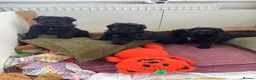 Mixed Breed dogs for sale: Bouvier Des Flanders / Giant Schnauzer  - Advert 6