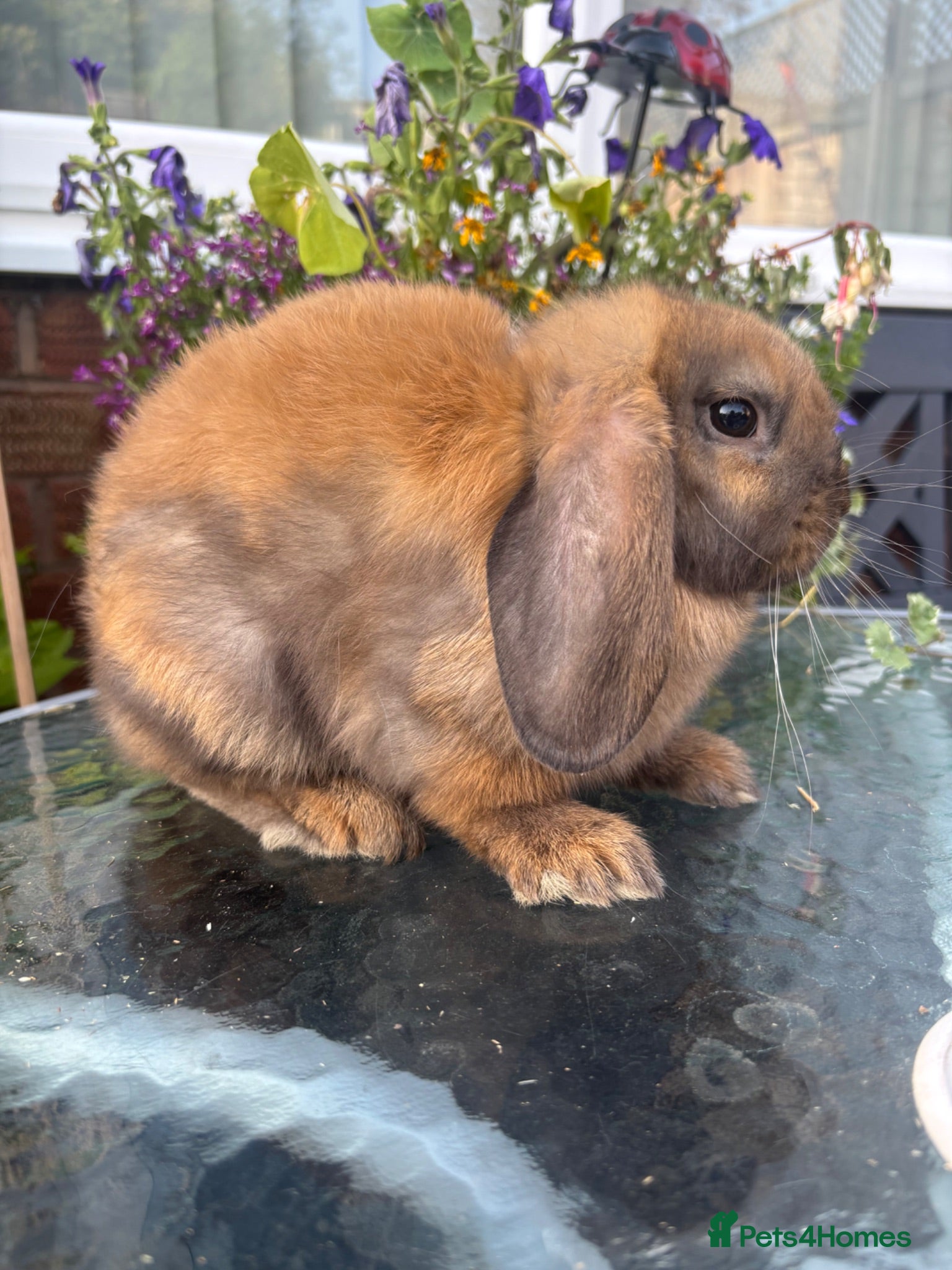 Mini Lop rabbits 1 black tort mini lop - Advert 2
