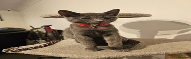 Russian Blue 1