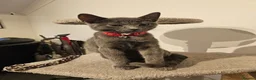 Russian Blue cats for sale: Russian Blue Male Kittens Ready Now in Rochester - Advert 2
