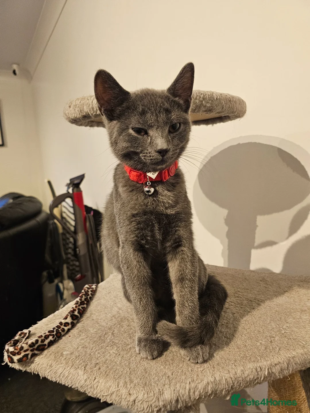 Russian Blue cats for sale: Russian Blue Male Kittens Ready Now in Rochester - Advert 2