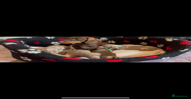 Dachshund dogs - Advert 7