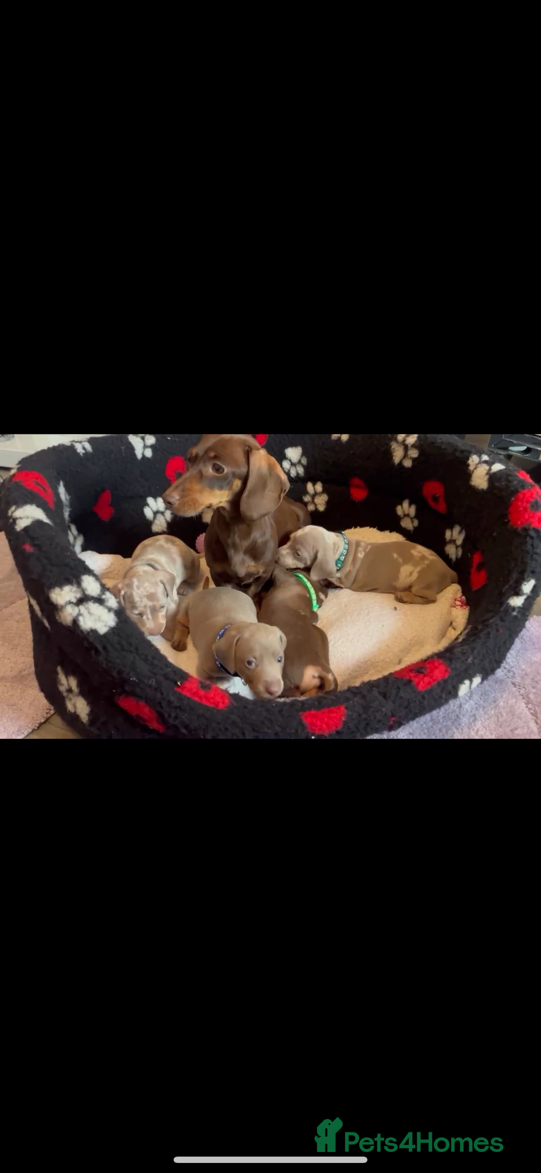 Dachshund dogs for sale: Miniature dapple chocolate boy puppies - Image 2