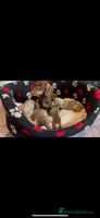 Dachshund dogs - Advert 11