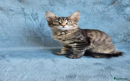 Maine Coon cats for sale: Maine Coon Kittens - Image 4
