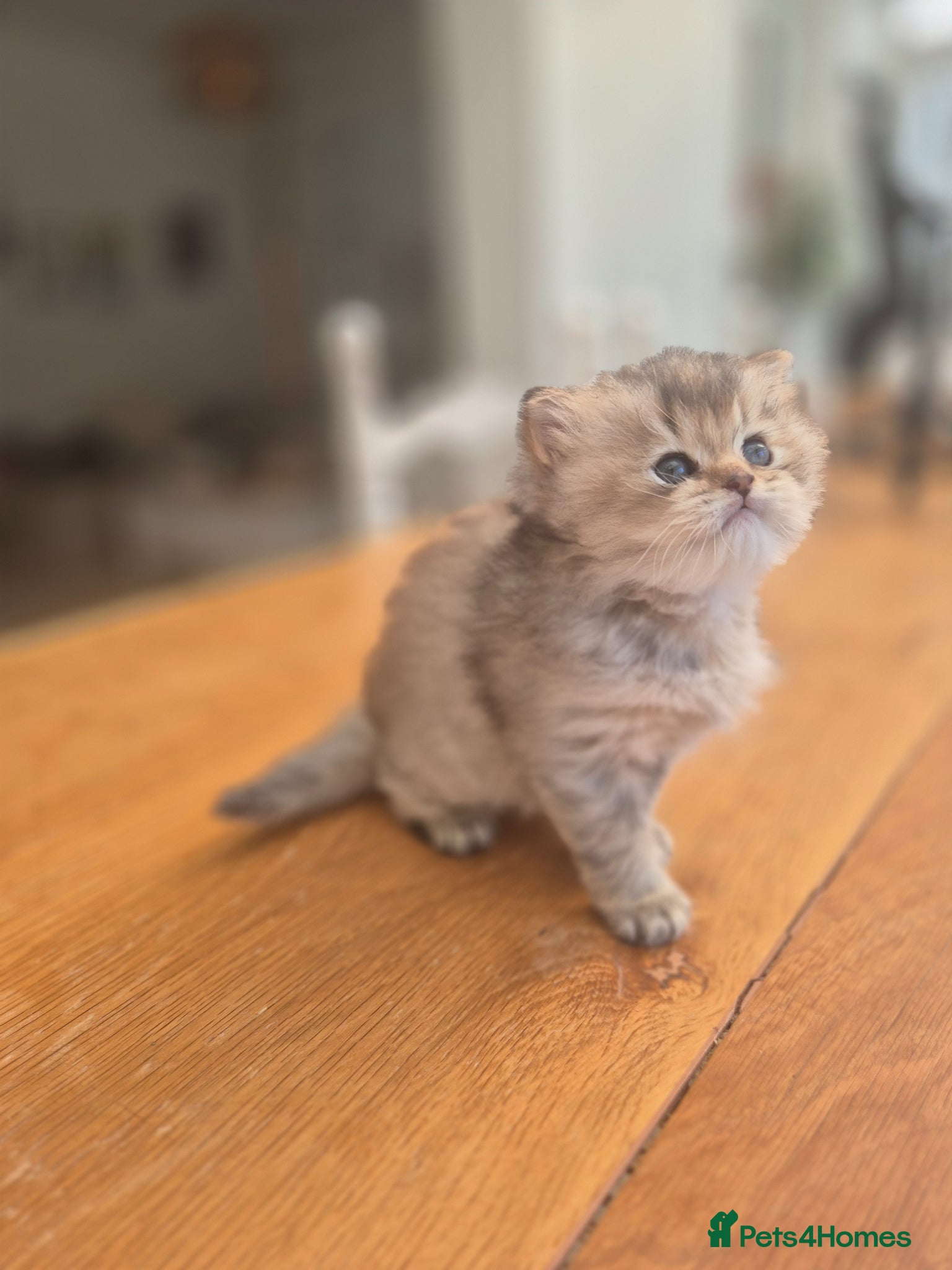 British Longhair cats Cutest British Longhair  - Advert 16