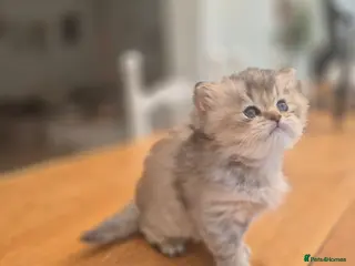 British Longhair cats Cutest British Longhair - Advert 16