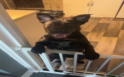 Mixed Breed dogs for sale: Staffy cross Labrador  - Image 2