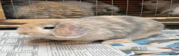 Mini Lop rabbits for sale: Beautiful coloured mini lops - Advert 8