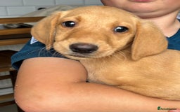 Labrador Retriever dogs for sale: Fox red Labrador  - Image 6