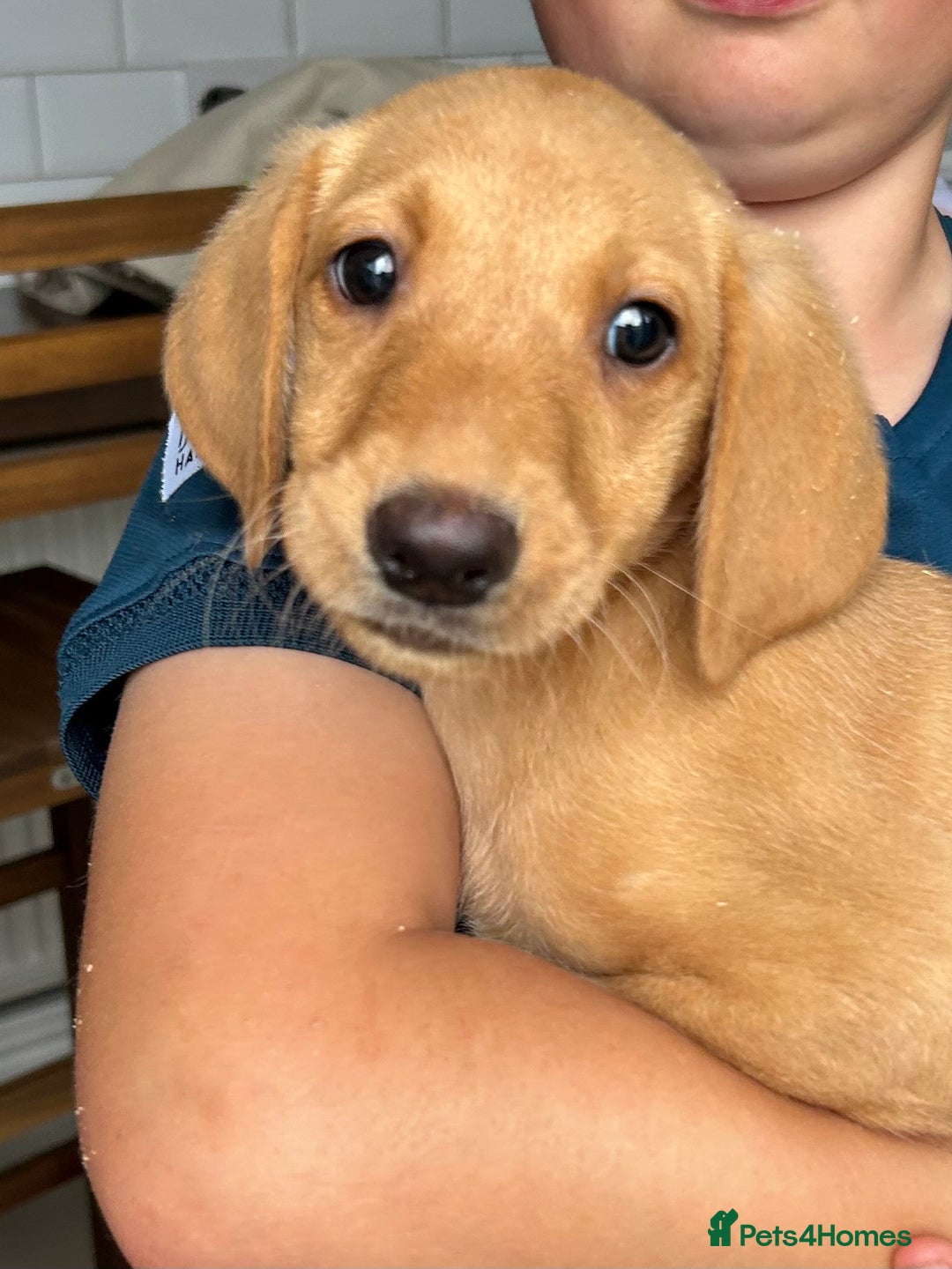 Labrador Retriever dogs for sale: Fox red Labrador  - Image 6