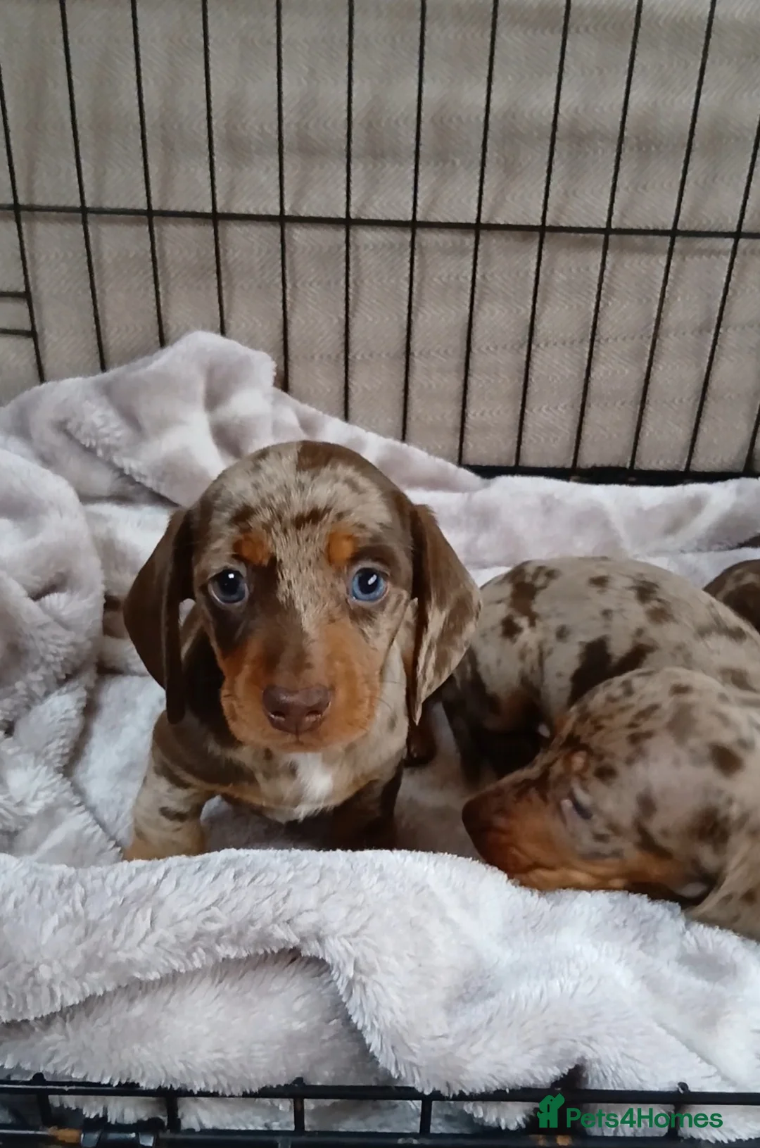 Miniature Dachshund dogs for sale: PRA, STUNNING MINIE'S READY NOW  - Advert 5