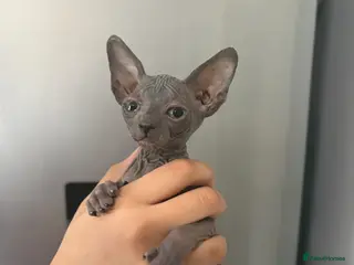 Sphynx cats Sphynx female - Advert 8