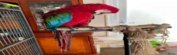 Macaws birds for sale: Green-wing Macaw – Healthy, Semi-Tame - Advert 4