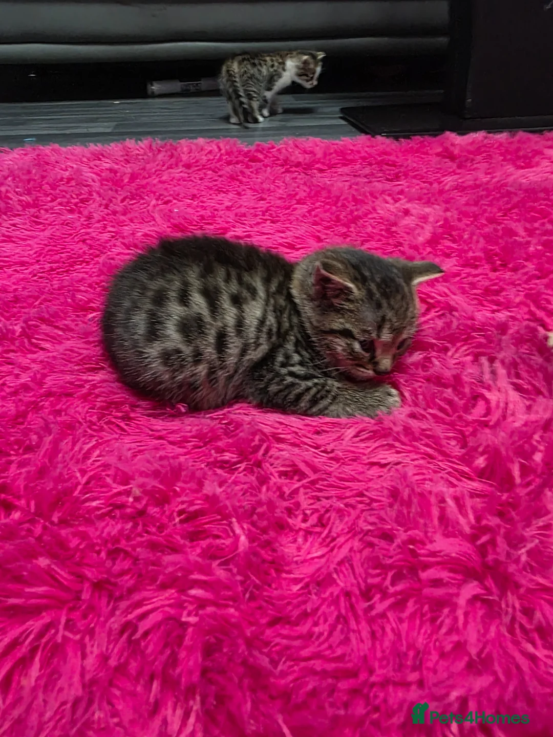 Mixed Breed cats for sale: Beautifull kittens ready to go  - Advert 40