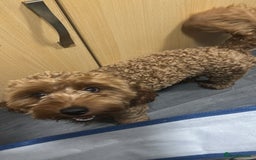 Mixed Breed dogs for sale: Puppies looking for a loving family  - Image 23