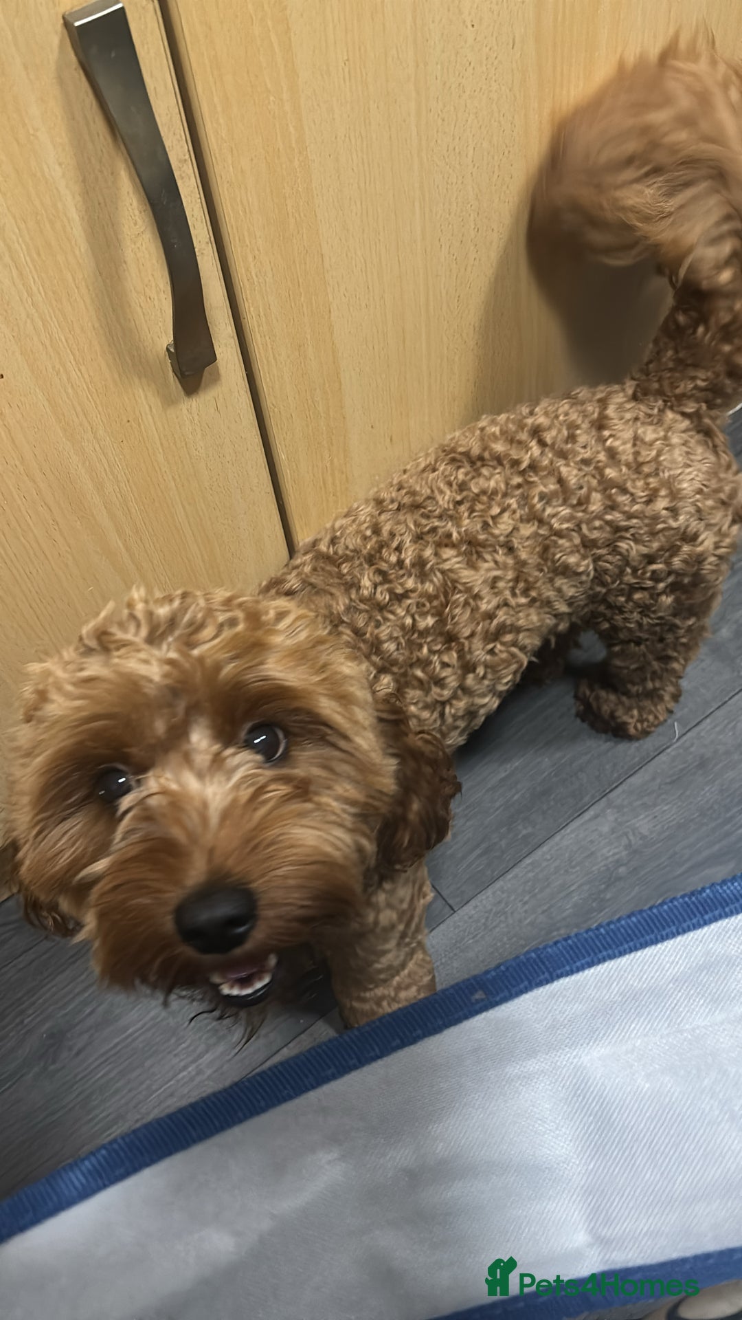 Mixed Breed dogs for sale: Puppies looking for a loving family  - Image 23