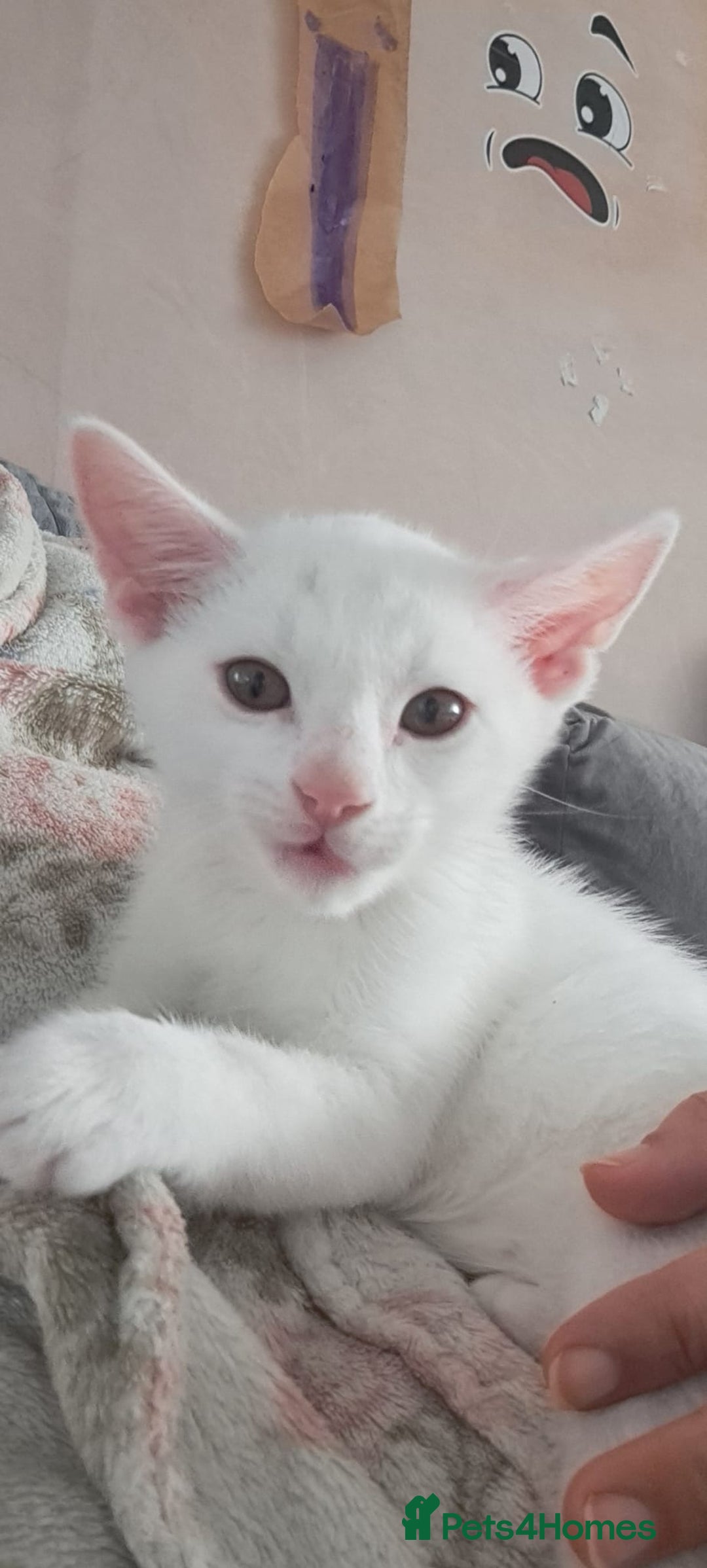 Bengal cats for sale: Last two boys Bengal .British short-hair cross - Advert 3