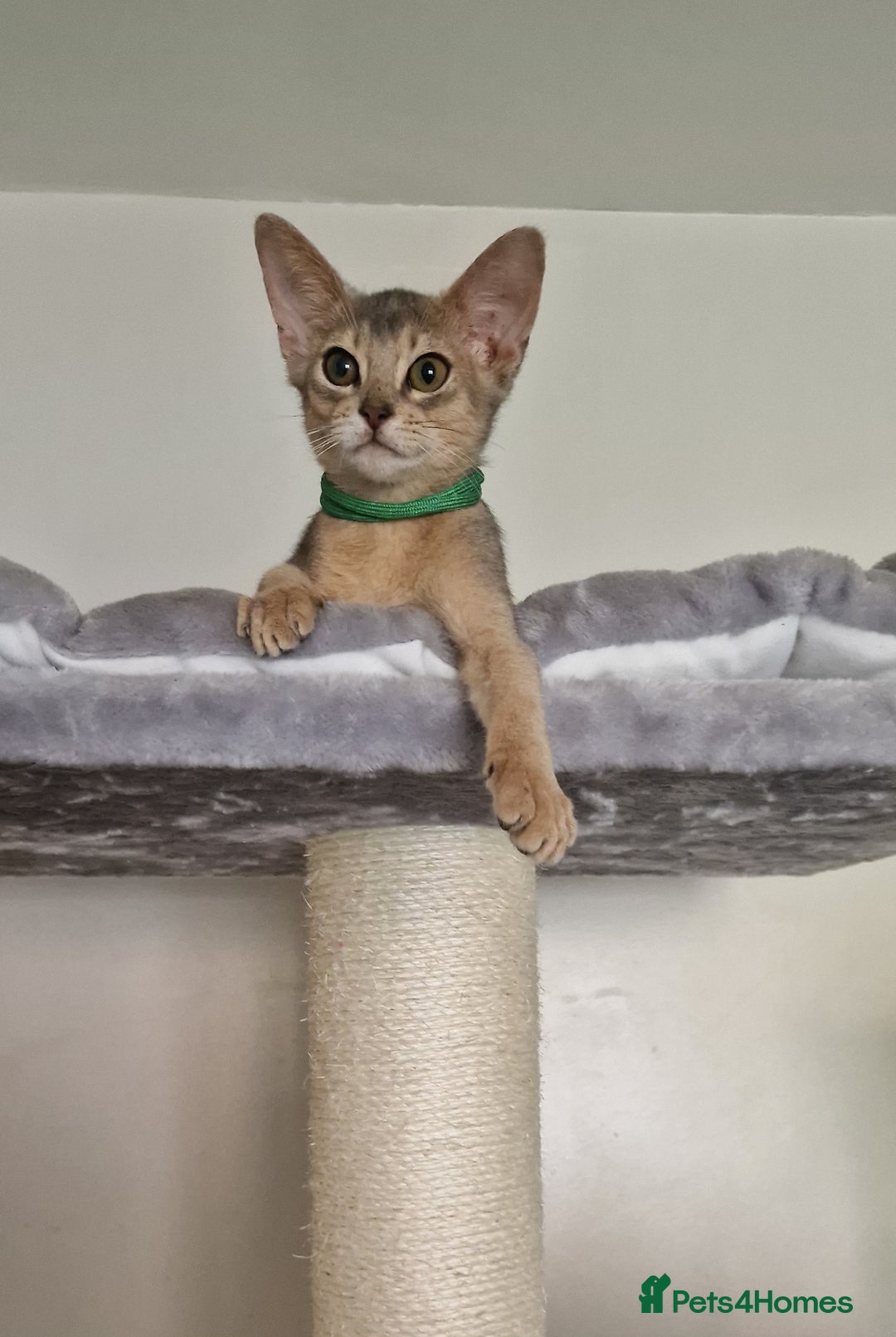 Abyssinian cats for sale: Pure Abyssinian kittens ❤️Ready to go 😍  - Image 32