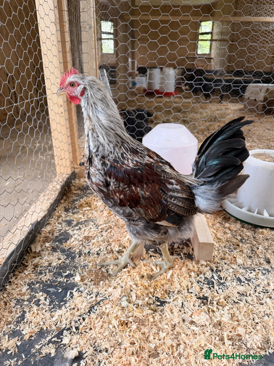 Chickens poultry for sale: Cockerel  in Carmarthen - Advert 2