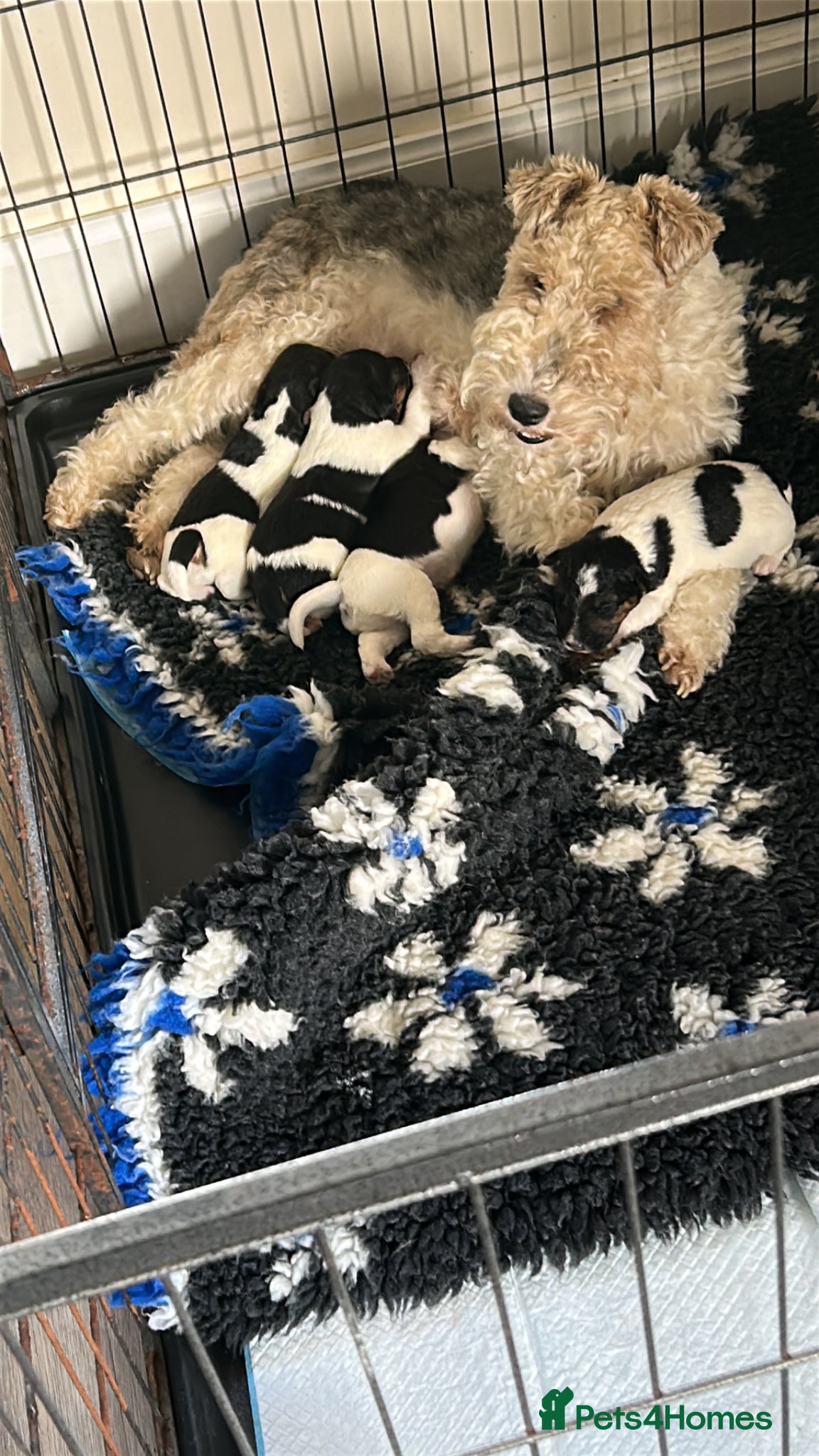 Fox Terrier dogs Fox Terrier Dog Pups - Advert 9