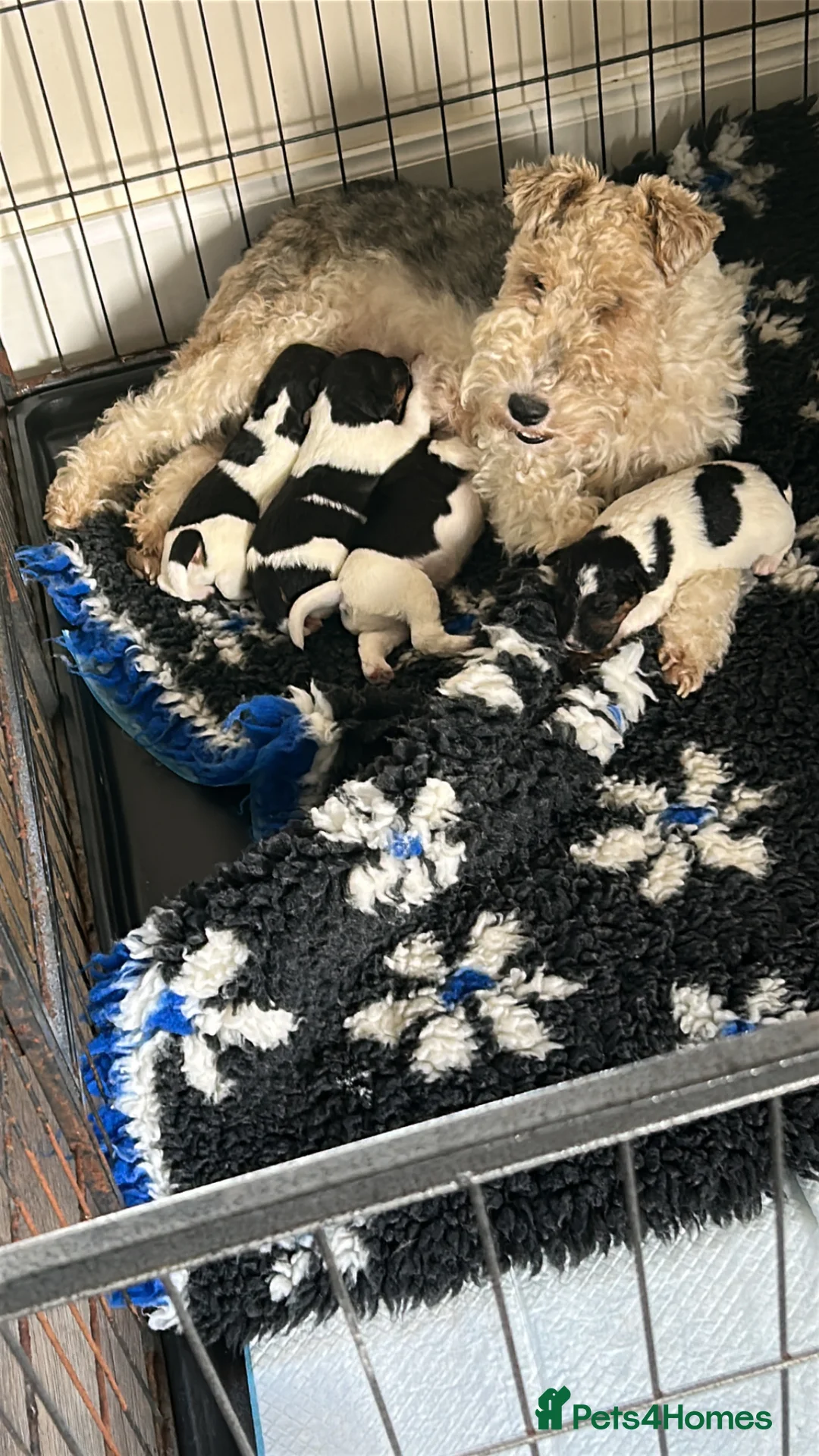 Fox Terrier dogs for sale: Fox Terrier Dog Pups in Castle Douglas - Advert 1