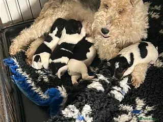 Fox Terrier dogs Fox Terrier Dog Pups - Advert 1