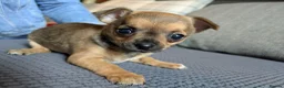 Chihuahua dogs for sale: 2 gorgeous chihuahua puppies - Advert 4