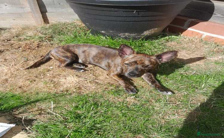 Mixed Breed dogs - Advert 2