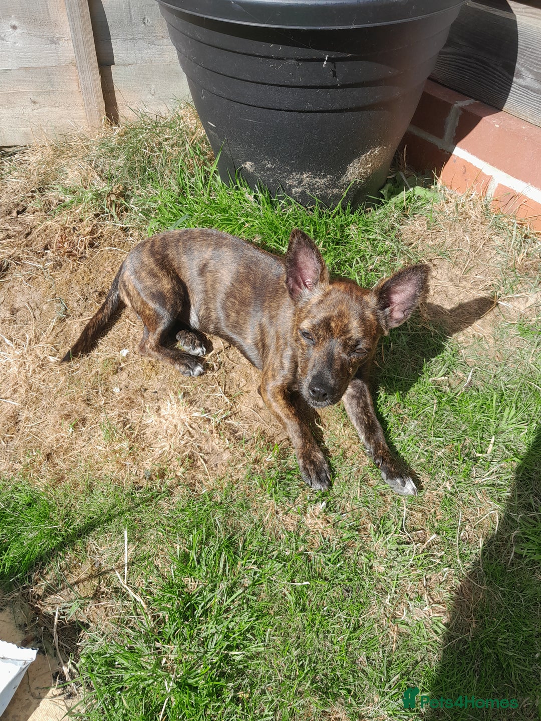 Mixed Breed dogs for sale: Olive - Image 1