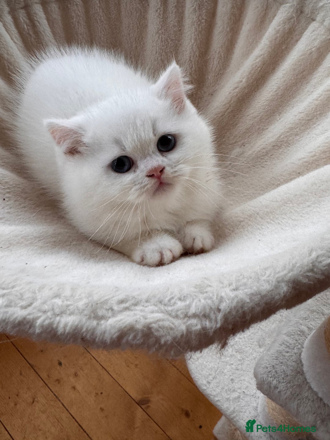 British Shorthair cats for sale: Adorable Pure White British Short Hair Kittens! - Advert 11