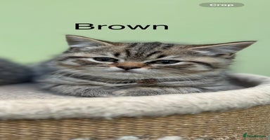 Scottish Fold cats - Advert 2