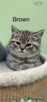Scottish Fold cats - Advert 2