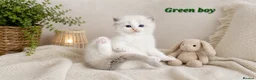 Ragdoll cats for sale: Stunning Ragdoll Kittens – Boys Only  - Advert 4